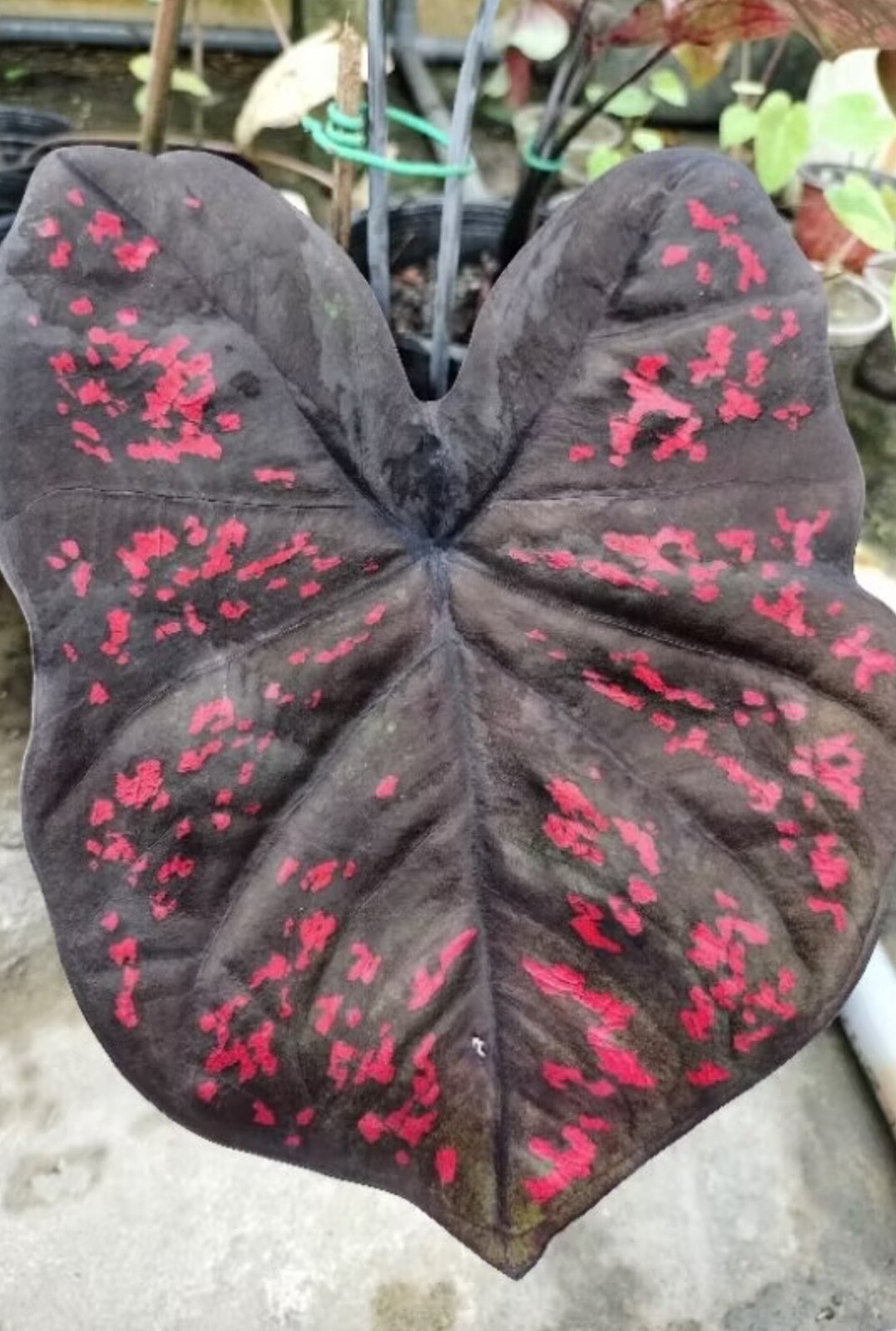 AUTHENTIC Caladium Darth Maul 1 bulbs