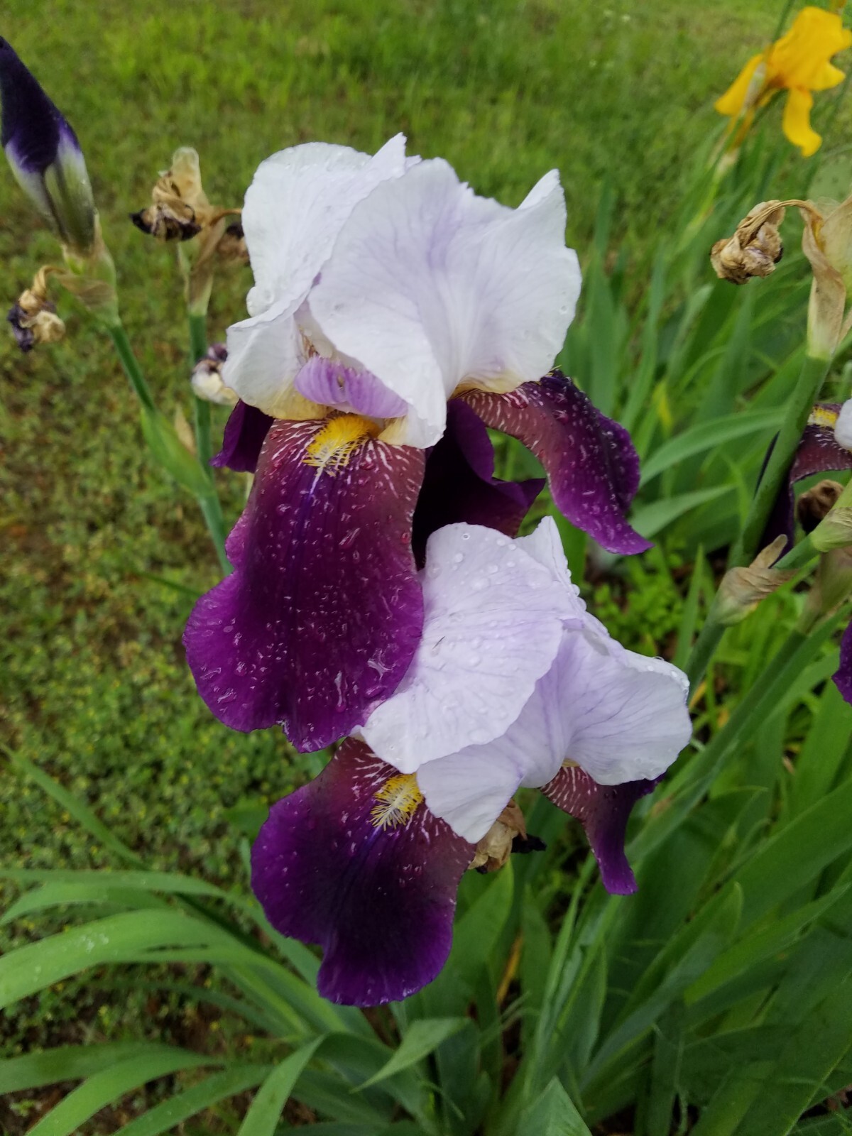 “100 Mixed Variety Bearded Iris– GREAT VALUE• Fresh•Hardy•EASY to Grow