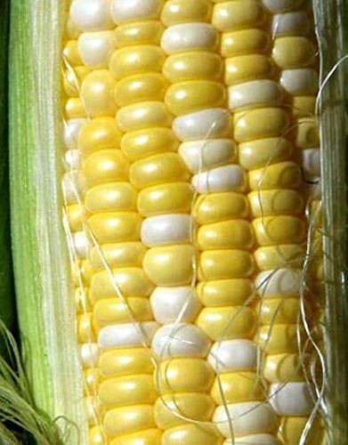 15+Sweet corn Seeds Peaches and Cream Hybrid Bicolor corn Full season Crop USA
