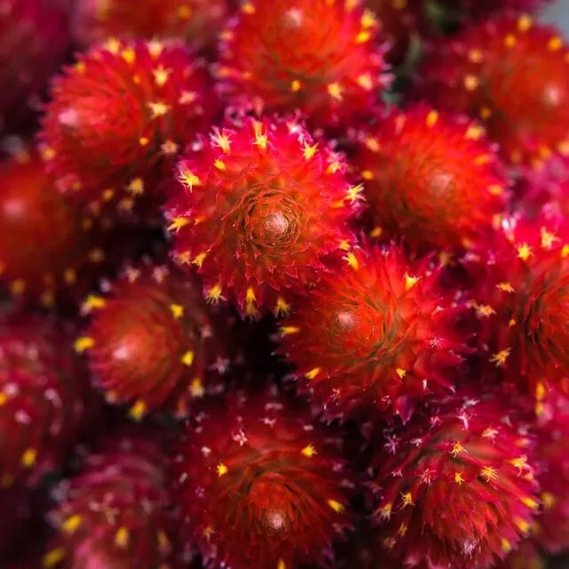 30 Gomphrena Strawberry Fields seeds Vivid Lipstick-red Blooms