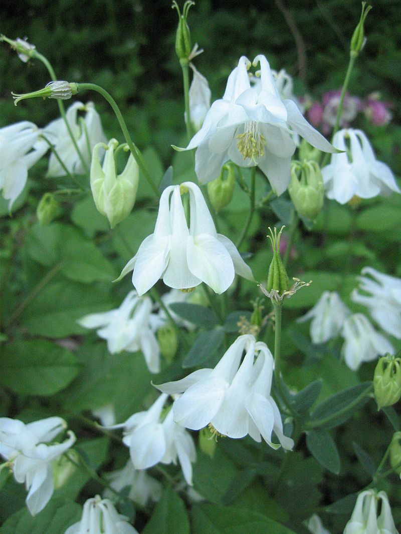 COLUMBINE MIX, 202+ SEEDS, ALL KINDS AND COLORS, AQUILEGIA, easy to grow, USA