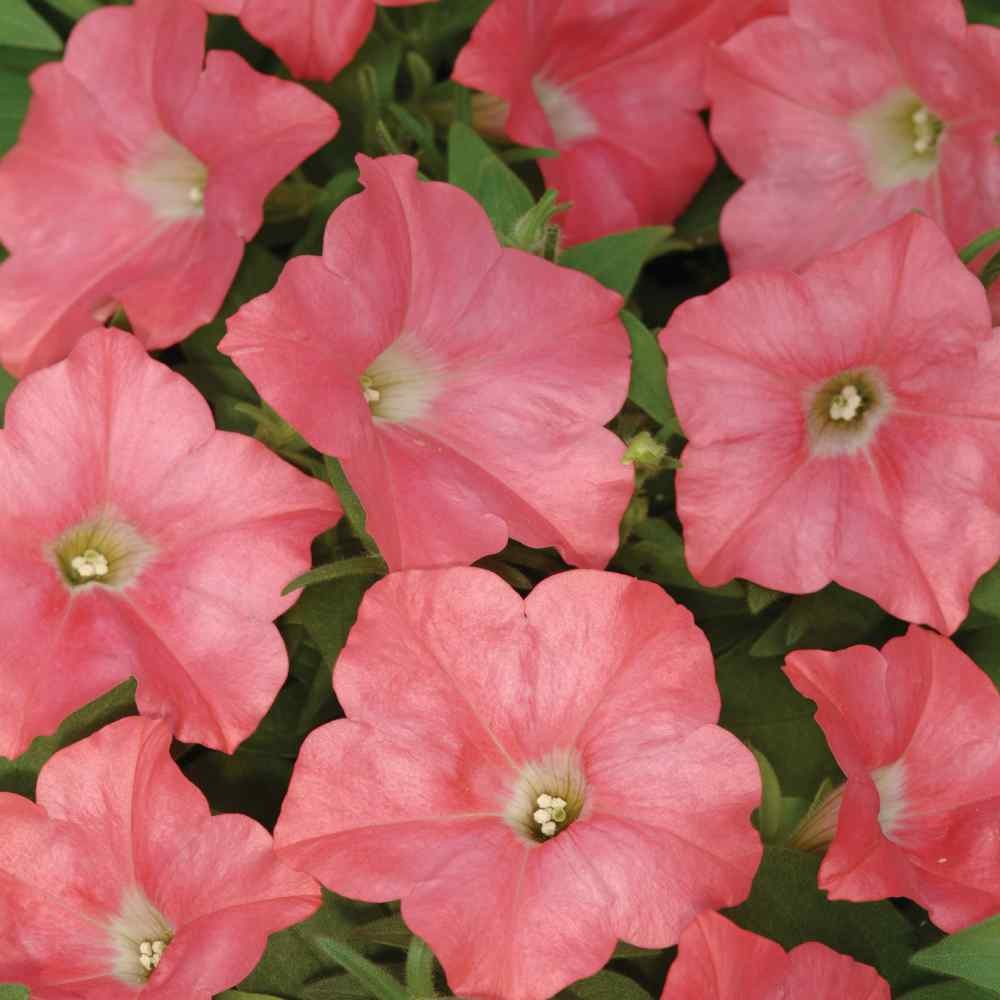 30 Seeds Easy Wave Spreading Petunia Coral Reef Flower Seeds