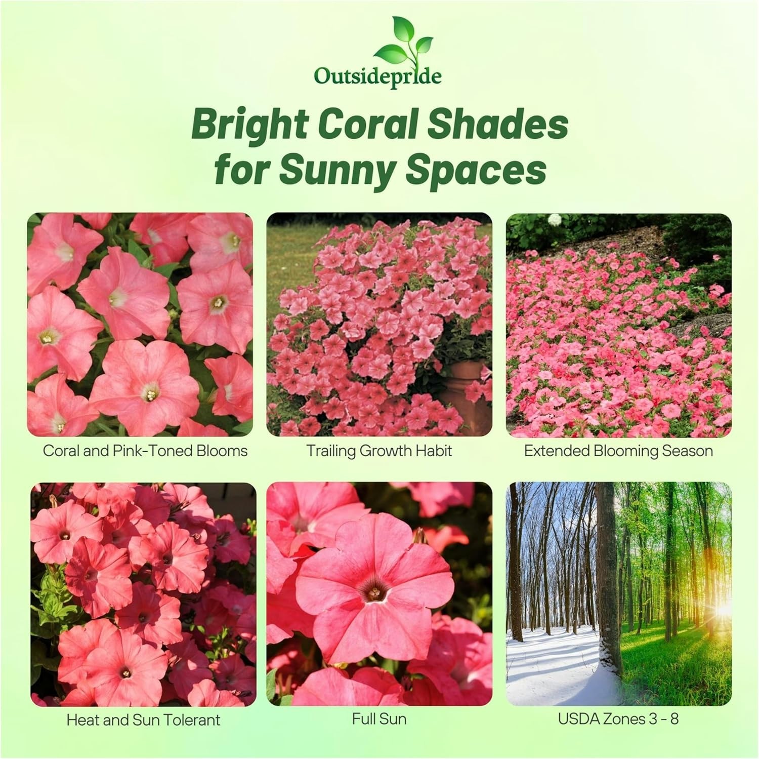 30 Seeds Easy Wave Spreading Petunia Coral Reef Flower Seeds