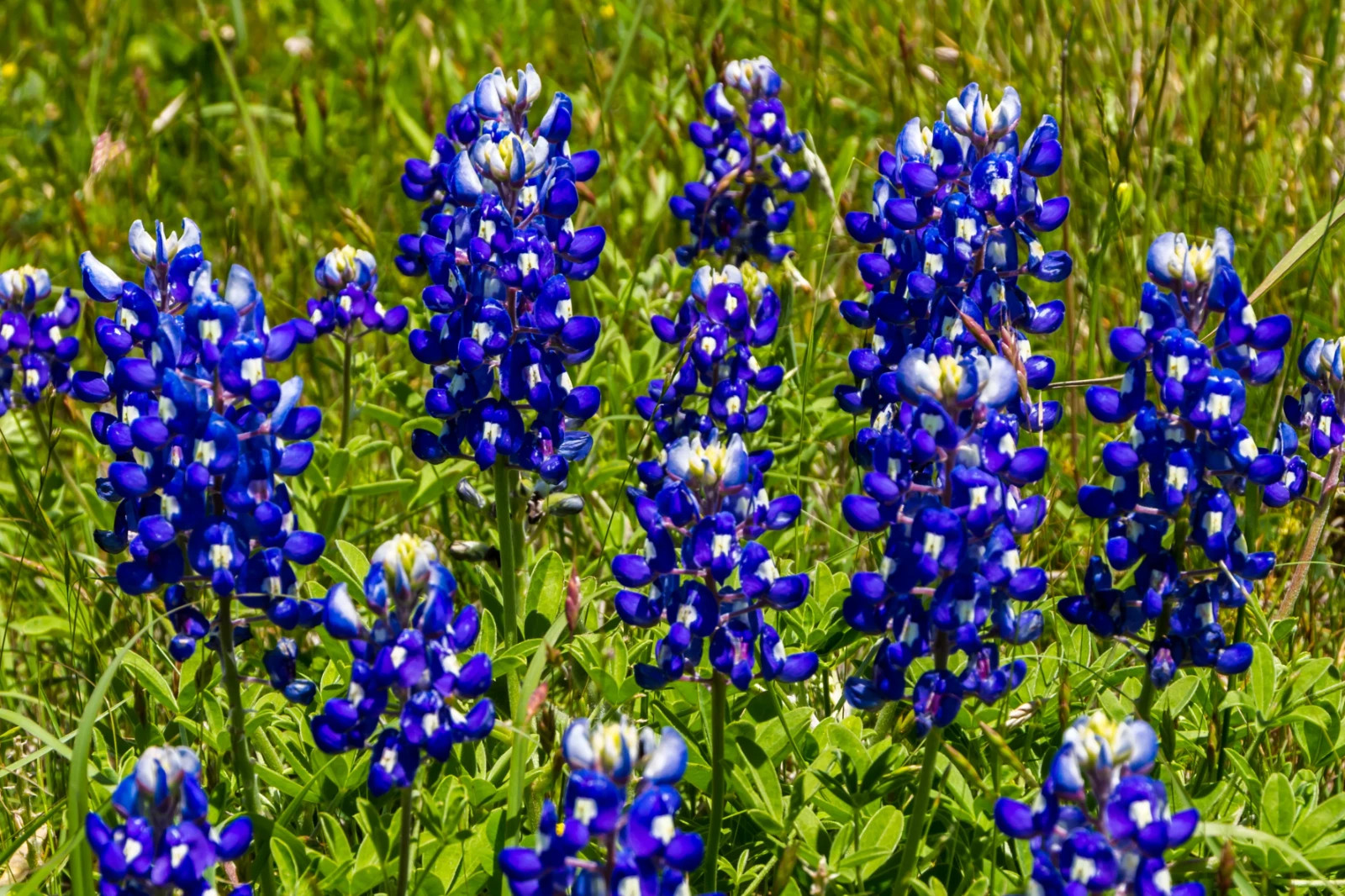 Texas Bluebonnet Lupine Seeds, Texas State Flower, Lone Star Lupine, FREE SHIP