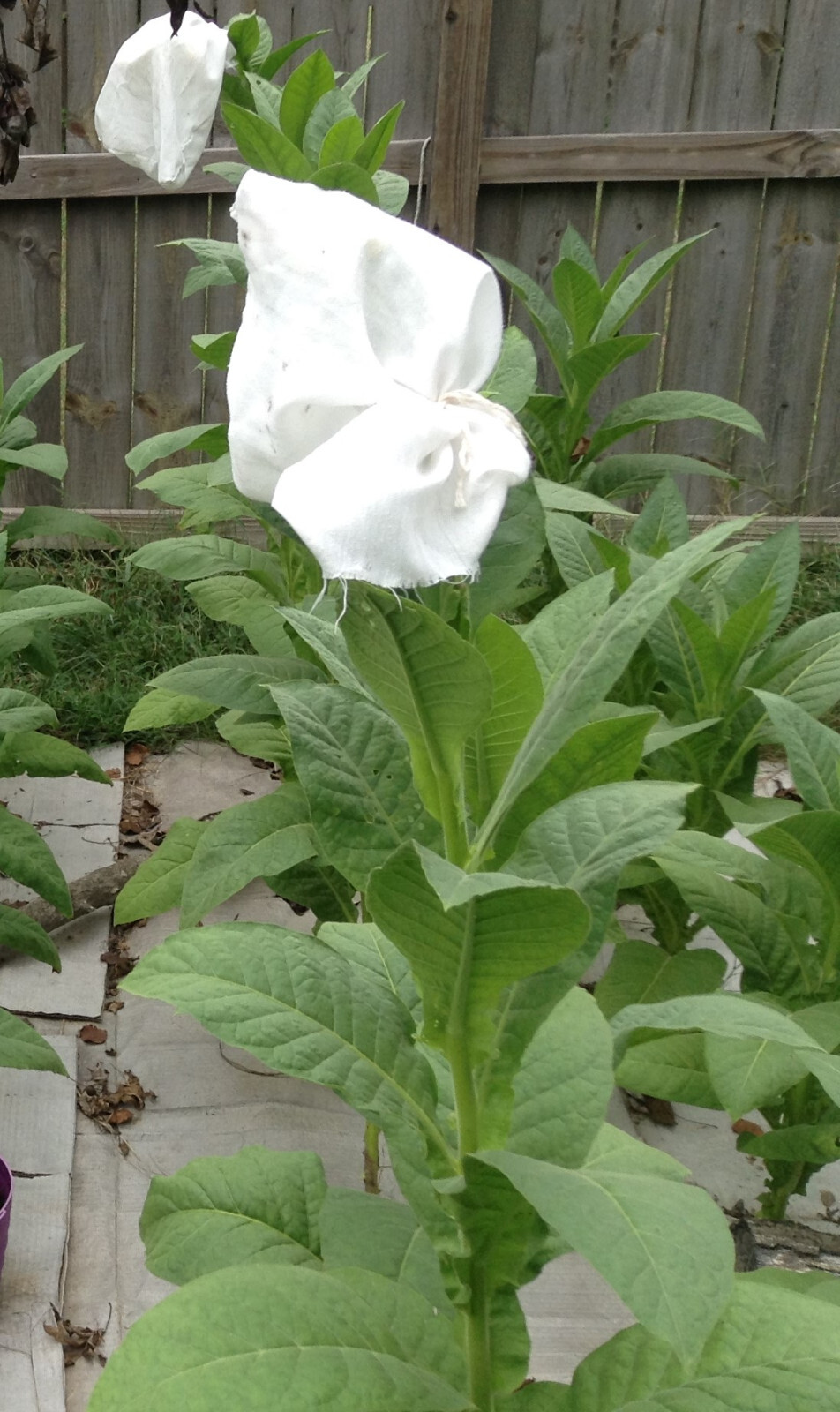 Criollo 98 Tobacco seeds (1000+ per packet)