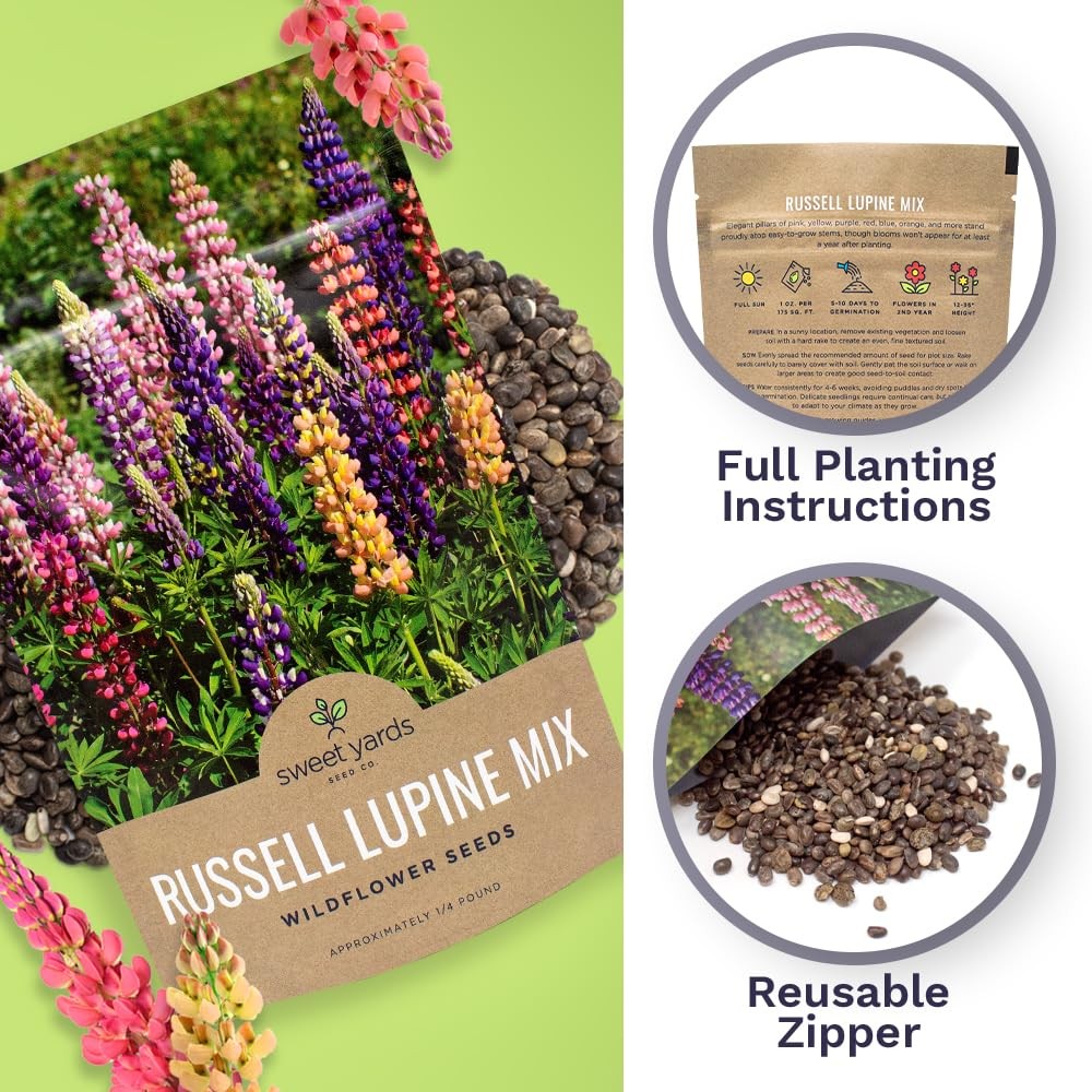 Russell Lupine Seeds – Bulk Quarter Pound Bag – Over 5000 Open Pollinated Non…