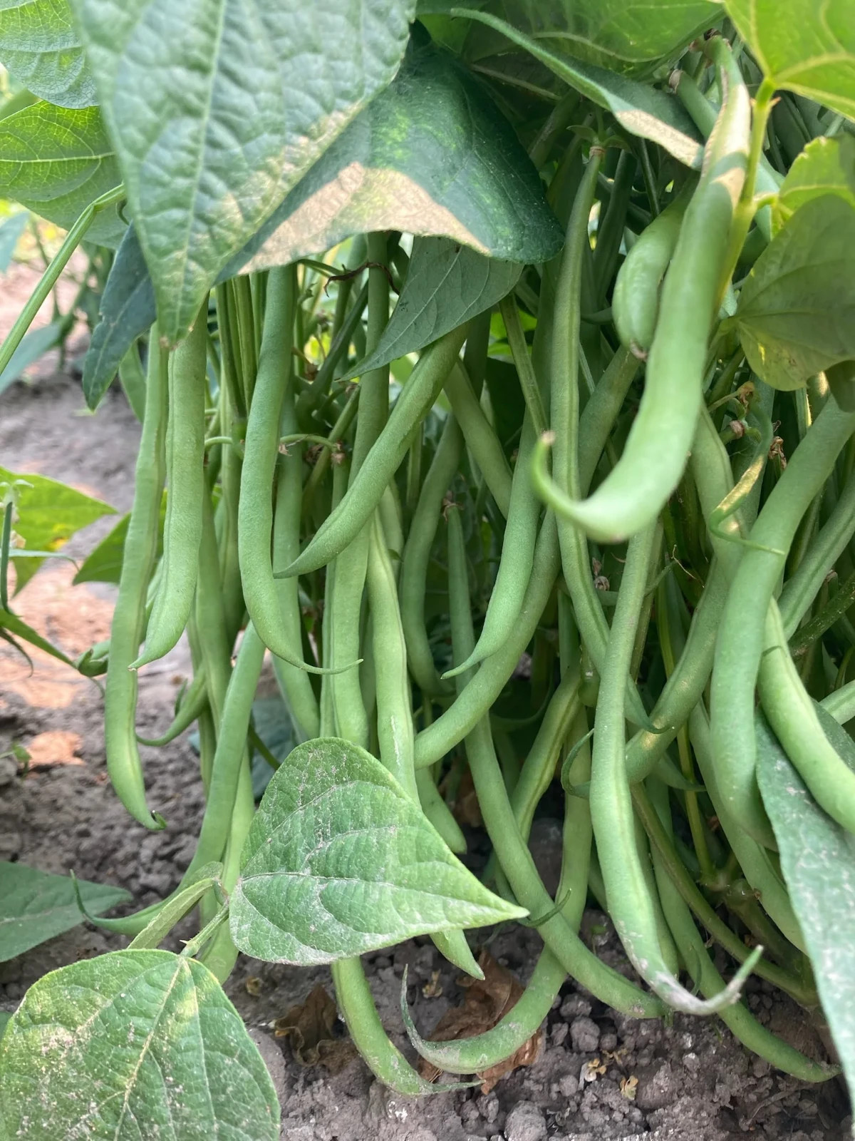 KENTUCKY WONDER POLE Bean Seeds, Heirloom Seeds – NON GMO, A kitchen favorite.