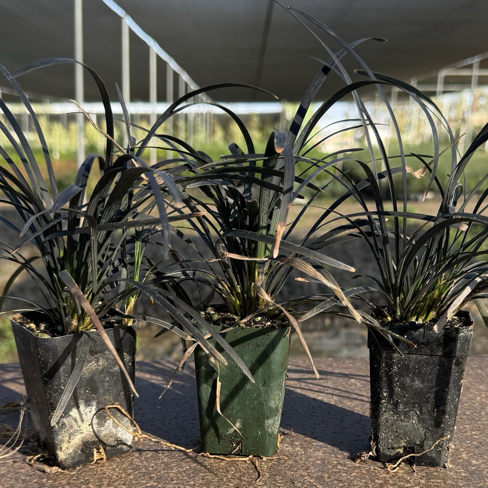 2 IN PACK, Black Mondo Grass, Ophiopogon planiscapus ‘Nigrescens’,TWO LivePlantS