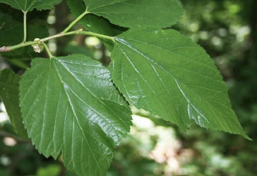12-24″ tall Red Mulberry (Morus rubra) plant, bare root
