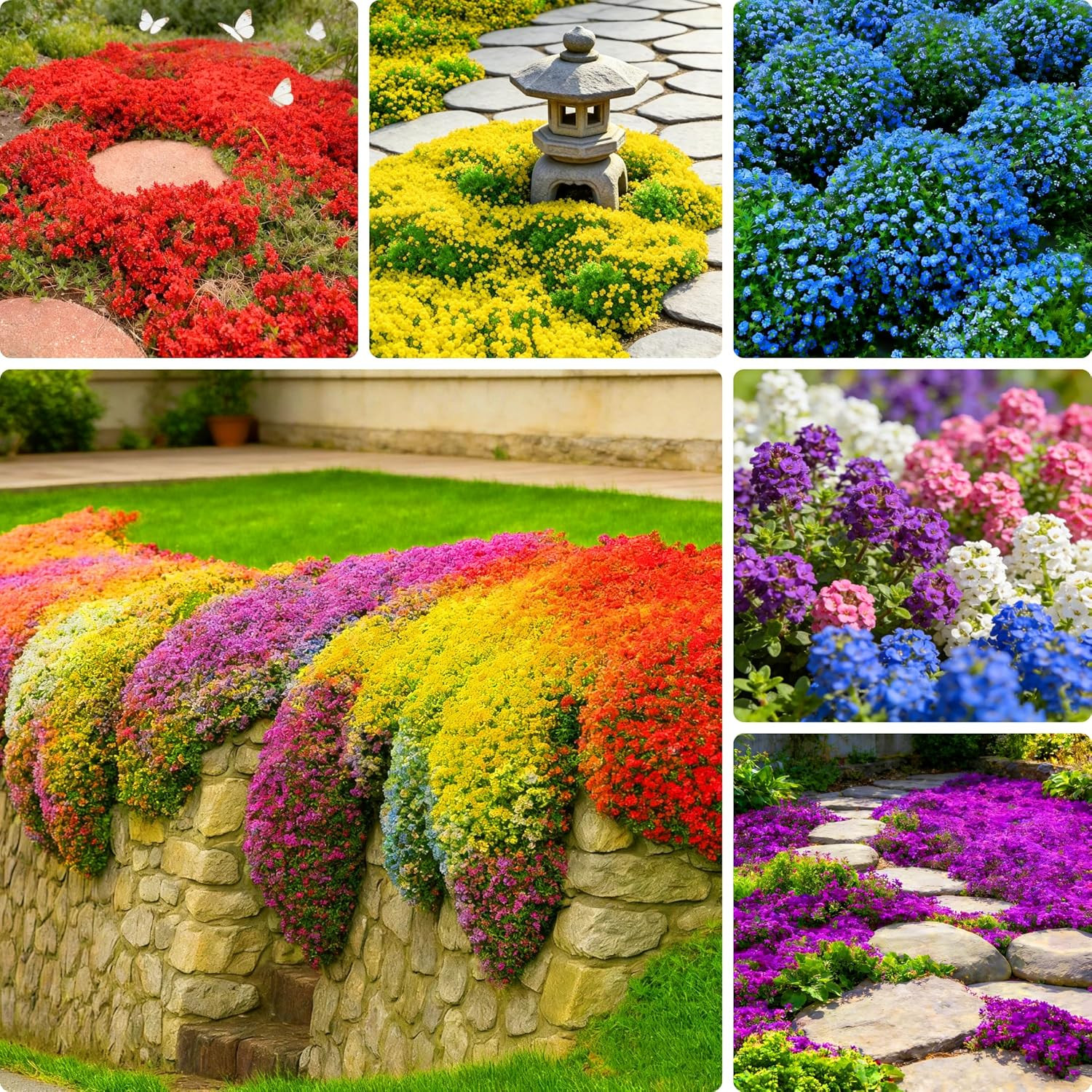 Mix Creeping Thyme Ground Cover Flower Seeds for Planting, 20000+Pcs Perennial C