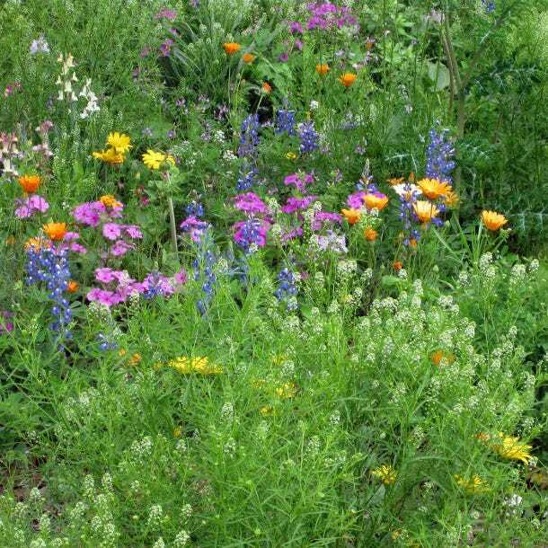 Landscaper’s Pack DROUGHT RESISTANT Wildflower Mix Pollinator Garden 3000 Seeds