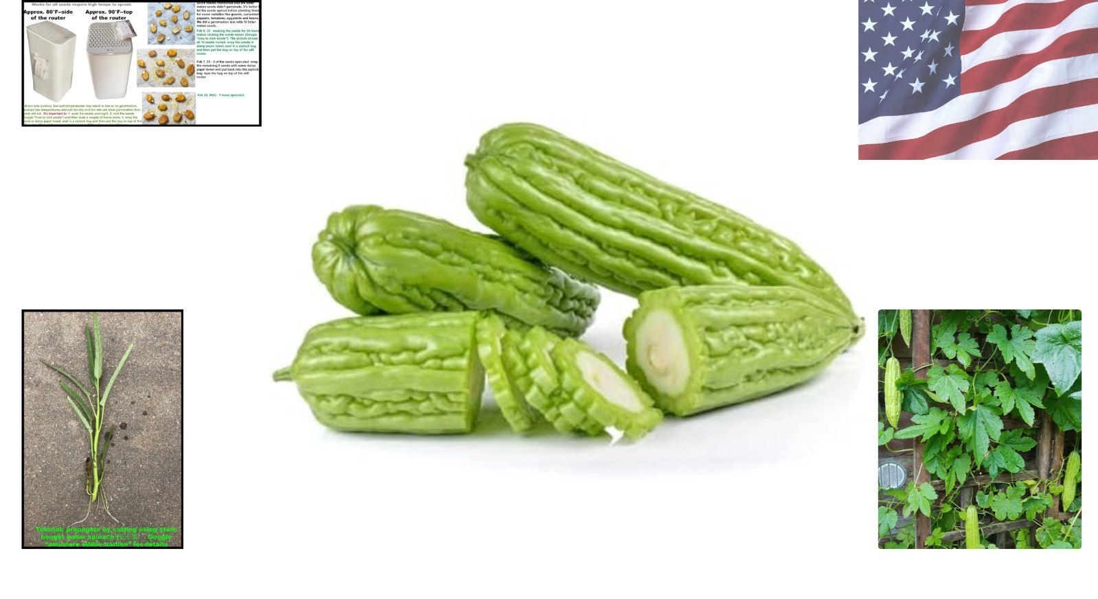Bitter Melon Seeds – 10 Count, Deer Resistant for Summer Harvesting