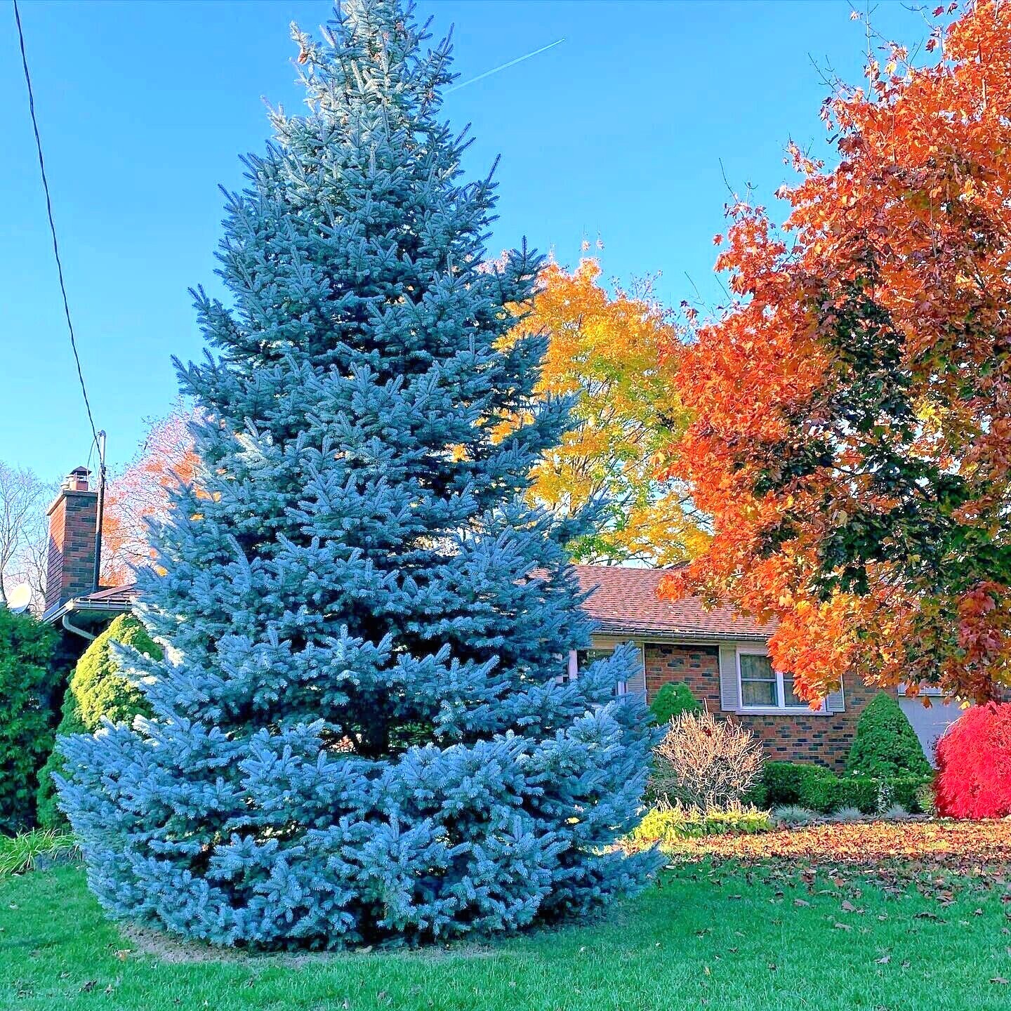 COLORADO BLUE SPRUCE TREE SEEDS (Picea pungens) “Glauca” Cold Hardy Bonsai Plant