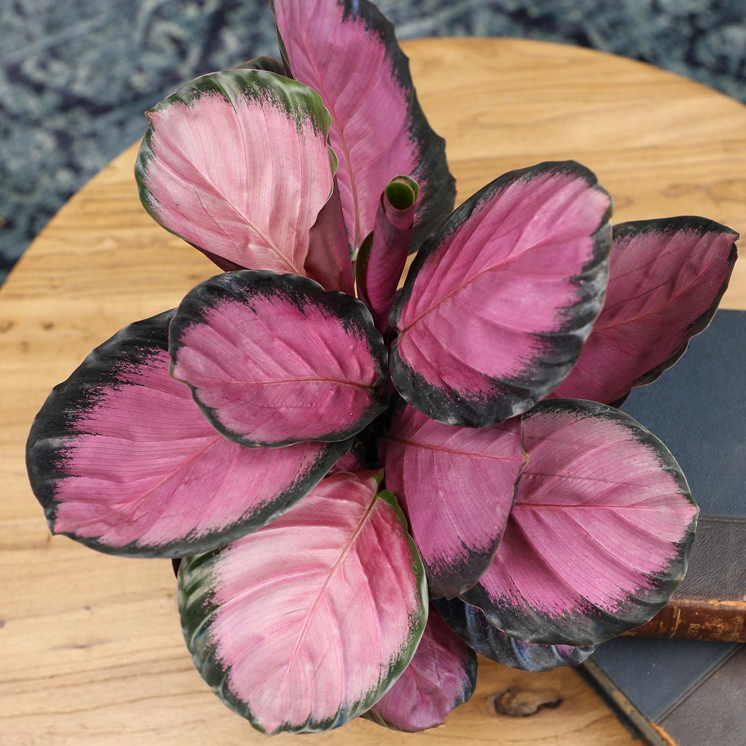 Purple Prayer Plant (Calathea Roseopicta) in 6″ Grower Pot, Pet Friendly Hous…
