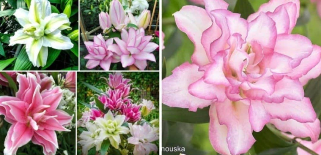 Lily Flower Bulbs 4 Rose Lilys Mixed Flowers Roselily Butterfly Garden Plants
