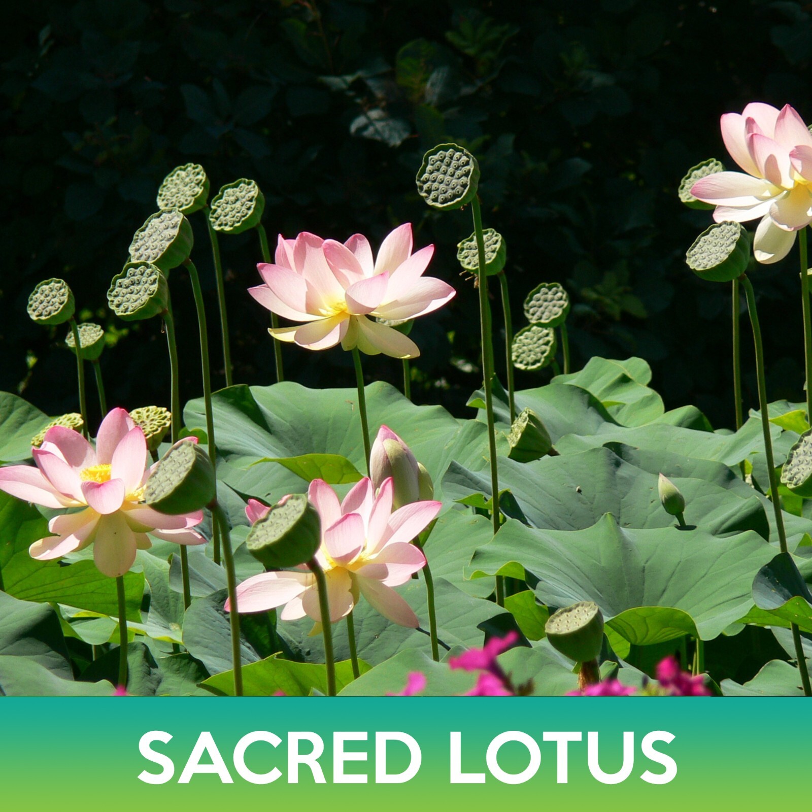 Sacred Lotus Seeds, Nelumbo nucifera