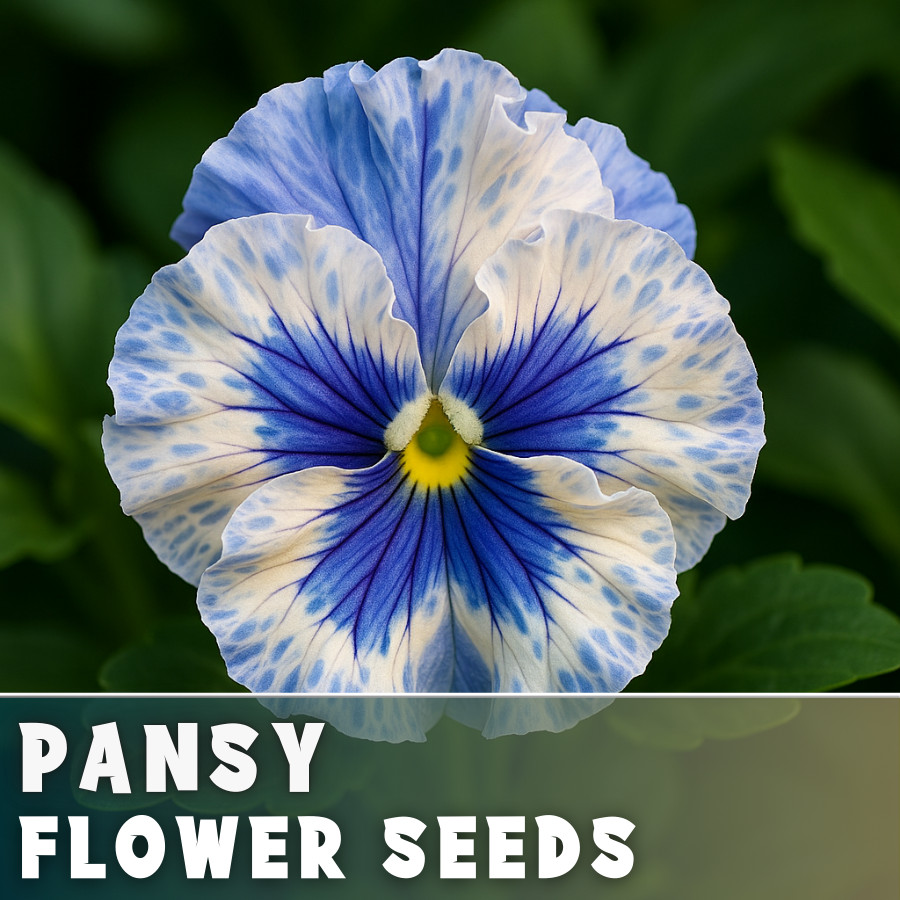 150+ Pansy Seeds (Viola) – Fragrant, Flower Seeds, Annual Seeds, Garden Seeds