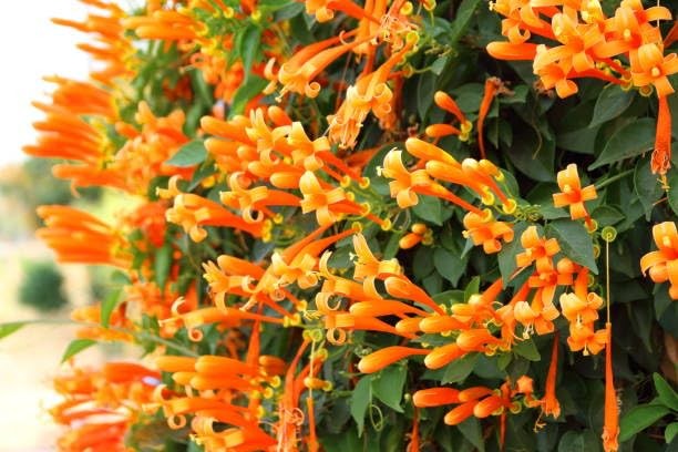 Trumpet Vine Seeds for Planting 300+ Seeds, Mix Color, NonGMO Heirloom, Trum…