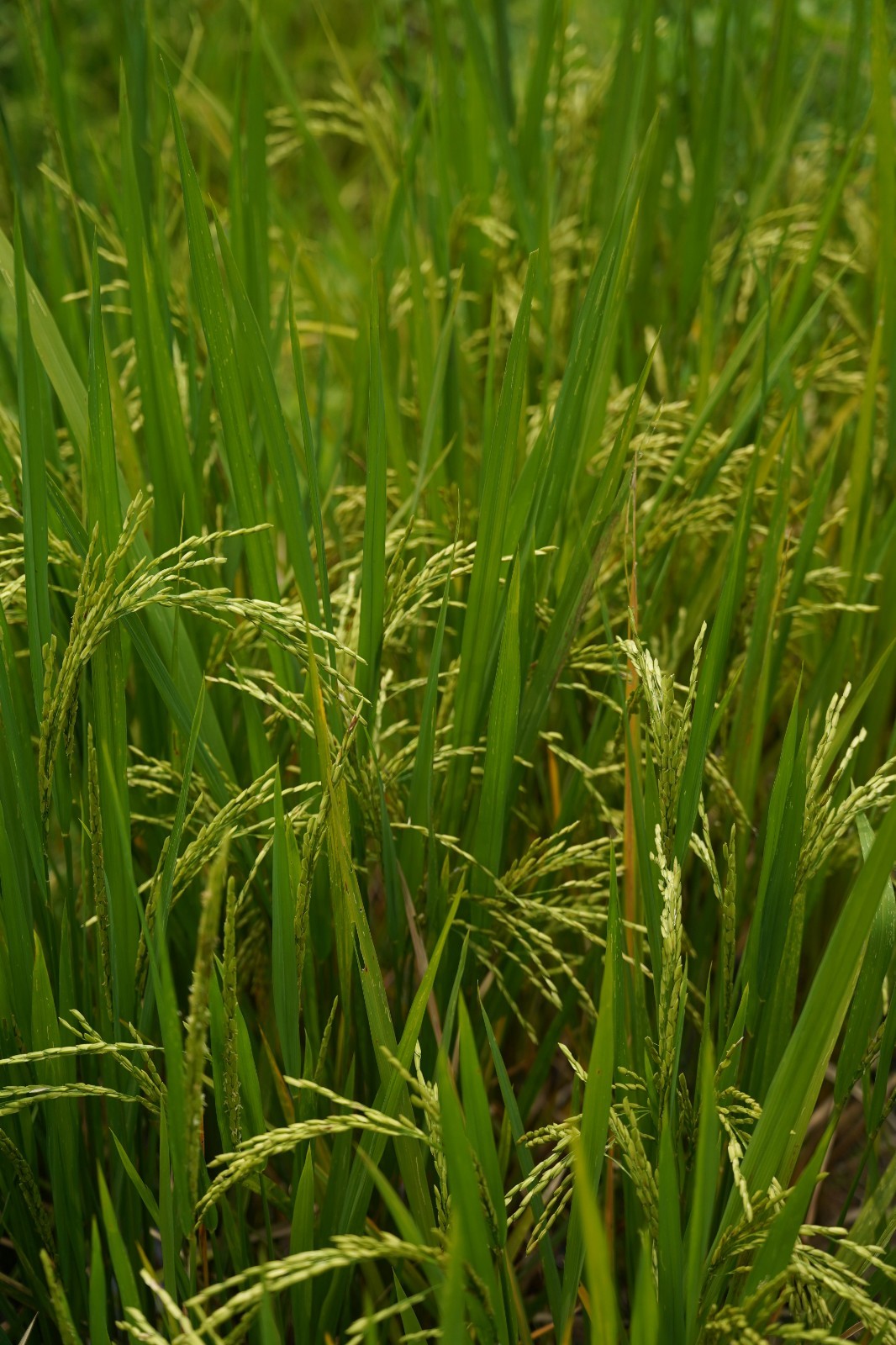 Wild Rice Seeds for Planting Waterfowl Food Plot Cover Crop Prevent Soil Erosion