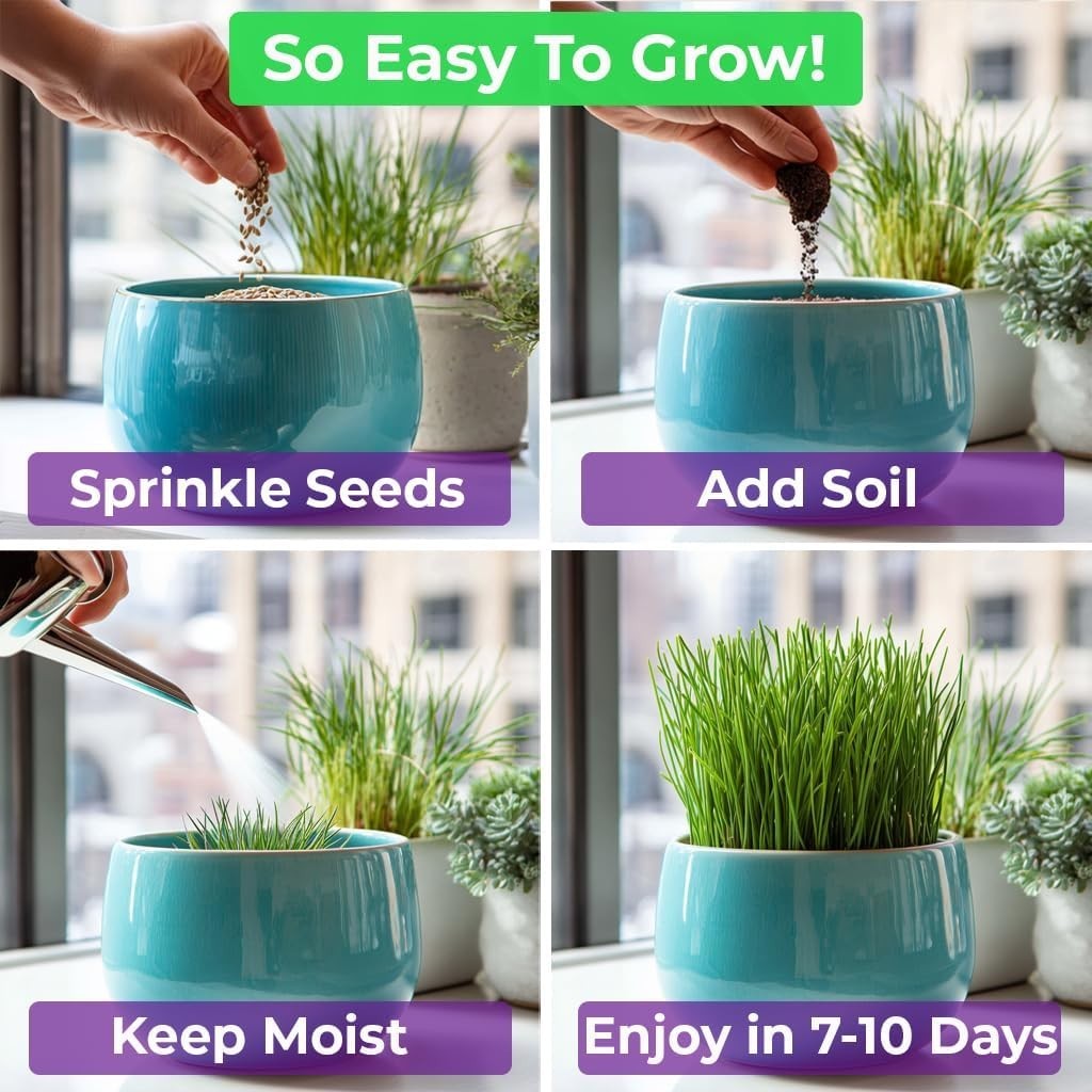 Cat Grass Seeds & Catnip Seeds – 3 Pack Variety Kit, Cat Grass for Indoor Cat…