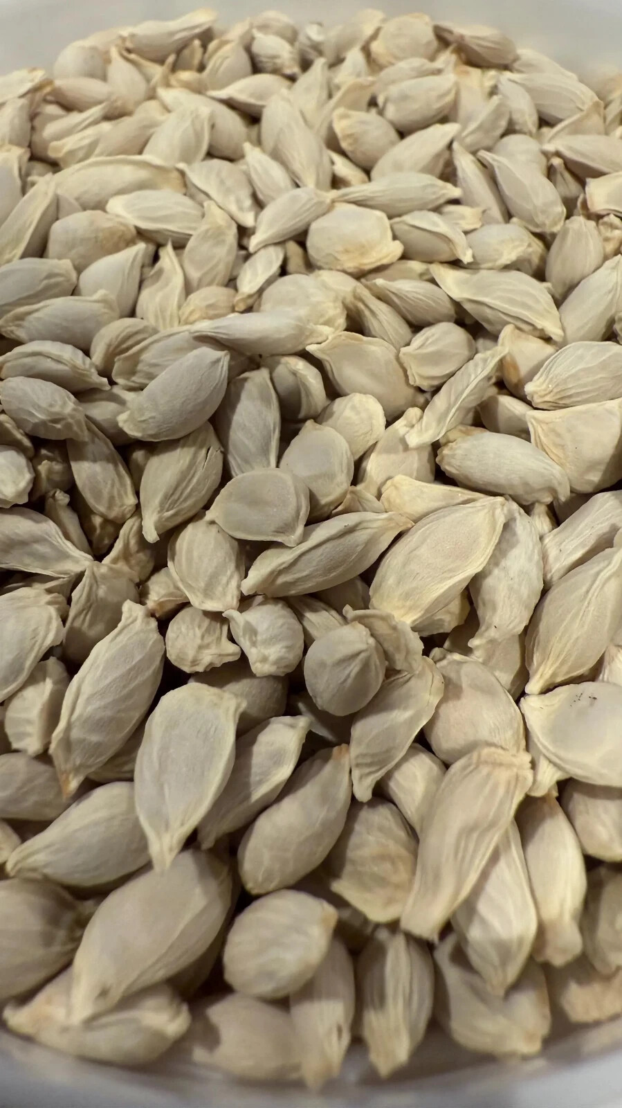 20 Pineapple Sweet Orange Citrus Tree Seeds