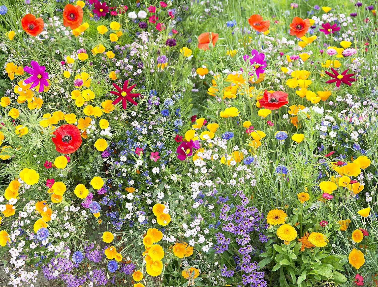 Perennial Wildflower Seeds Package with 31 Different Varieties 100,000+ Seeds, H