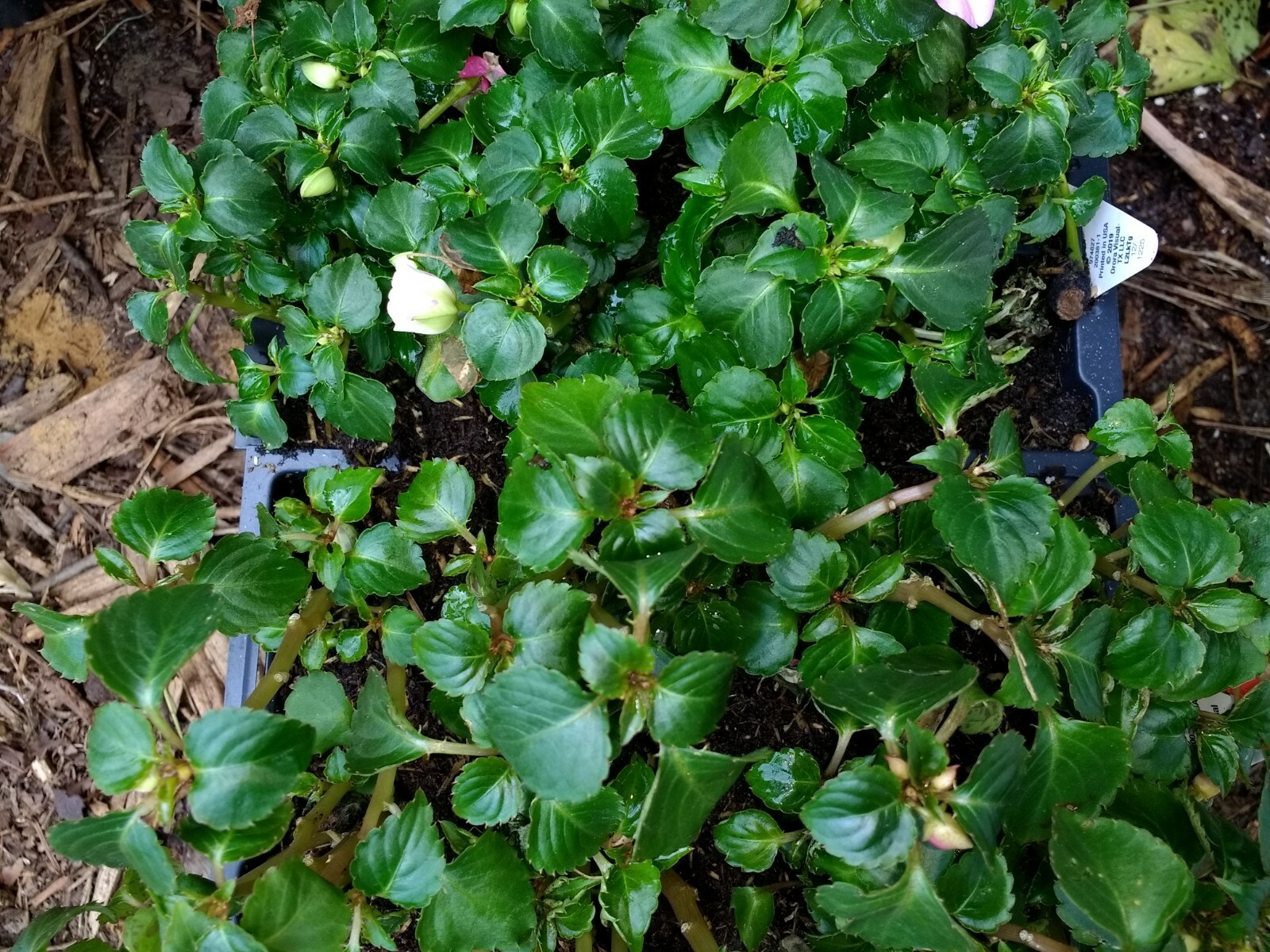 Impatiens annual flowers, BUY 6 GET 6 FREE (Total 2-six packs count plants)