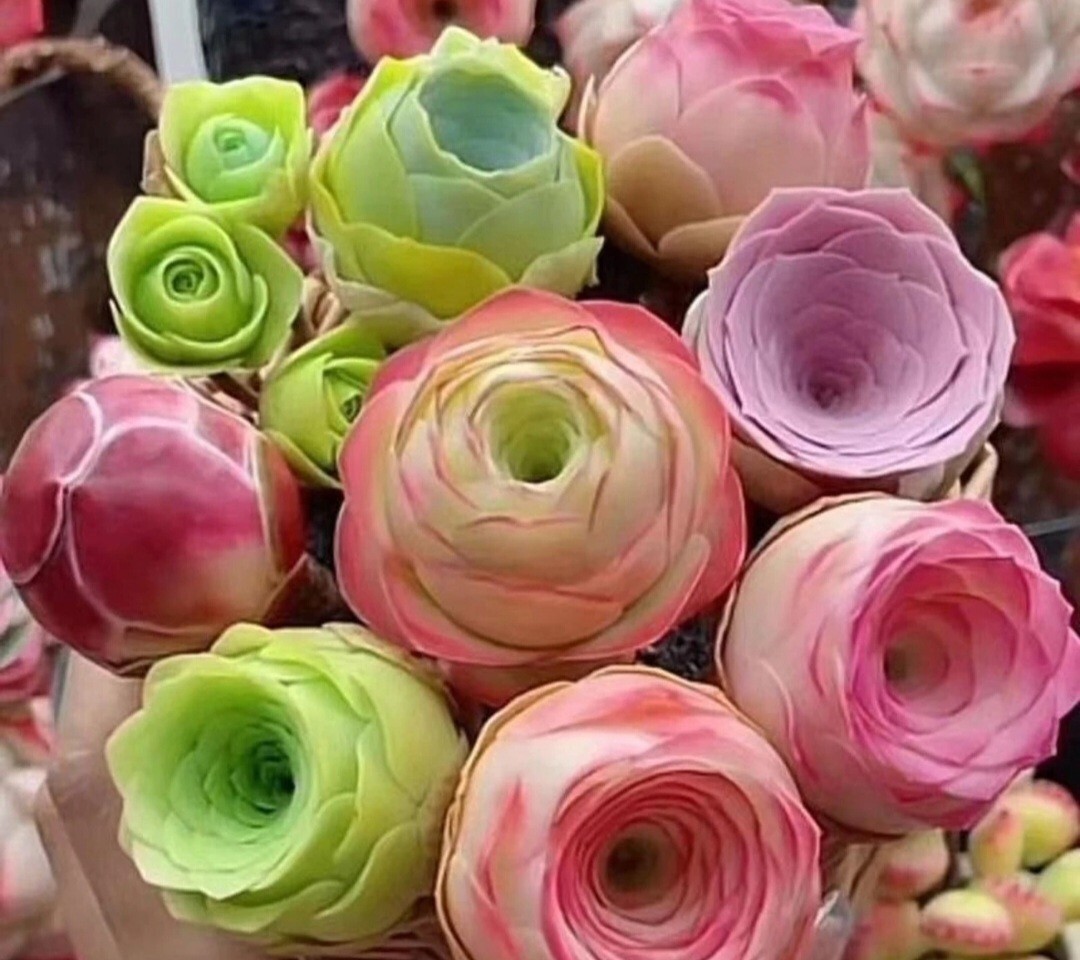 100 Succulent Seeds – Peach & Wine Rose, Mountain Purple Mix. *Free shipping*