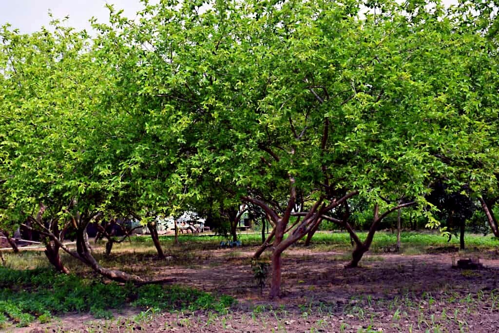 20 Lemon Apple Guava Tree Fruit Seeds ‘Ruby Supreme’ Plant (Psidium guajava)