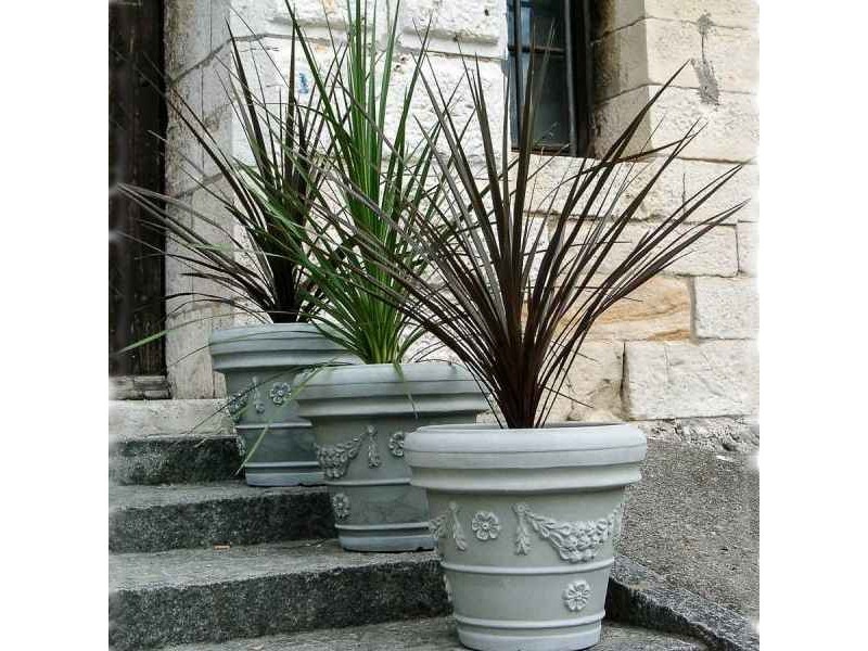 Purple Cabbage Tree, Cordyline Australis Atropurpurea 10 Seeds Free Shipping!