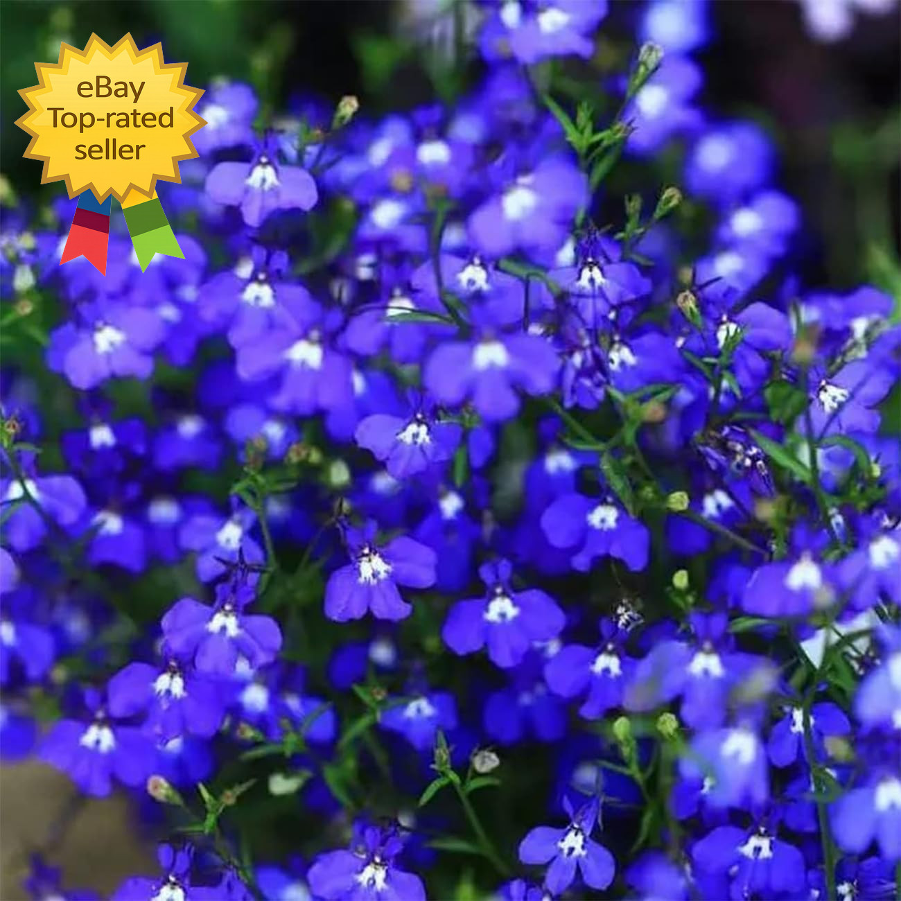 20000+ Magic Blue Creeping Thyme Seeds for Planting Ground Cover Plants Heirloom