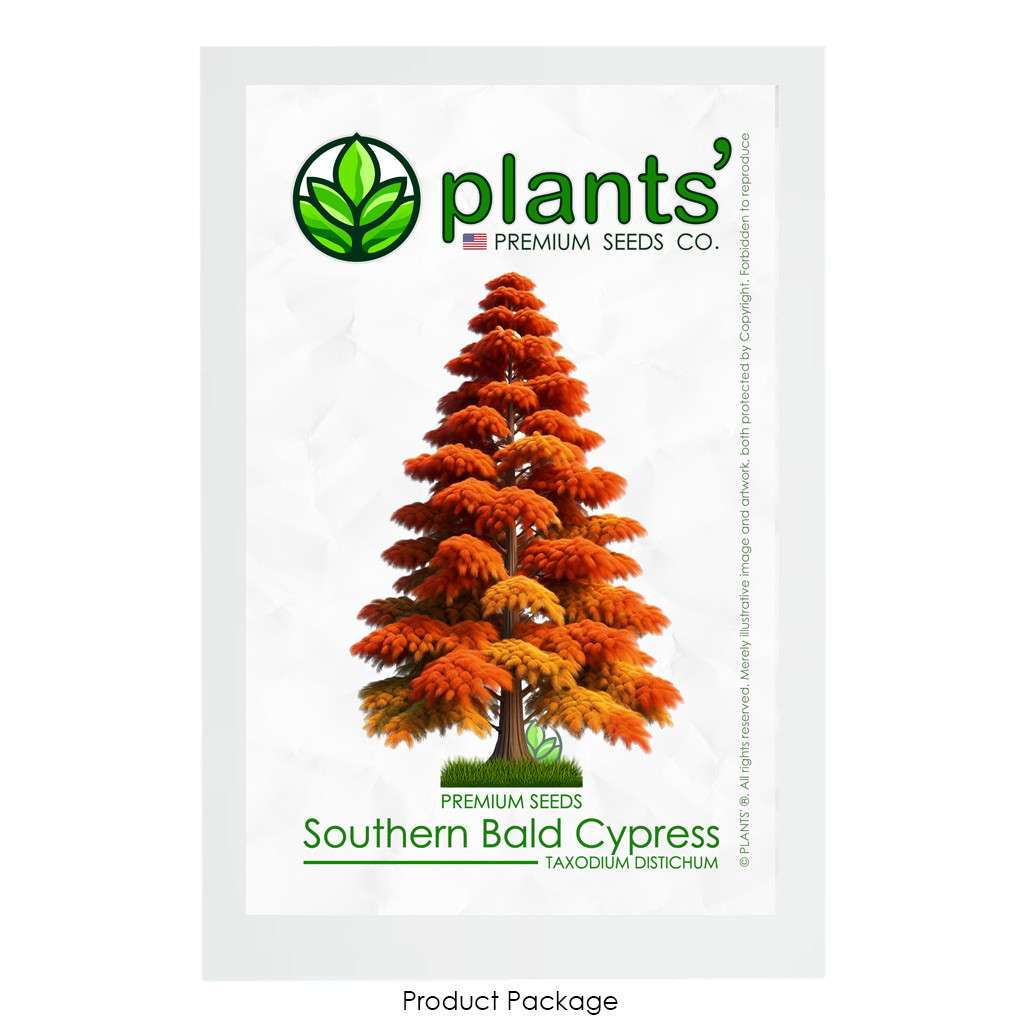 Southern Bald Cypress Tree | Premium Seeds | Taxodium distichum ‘Fall’ | Plants’