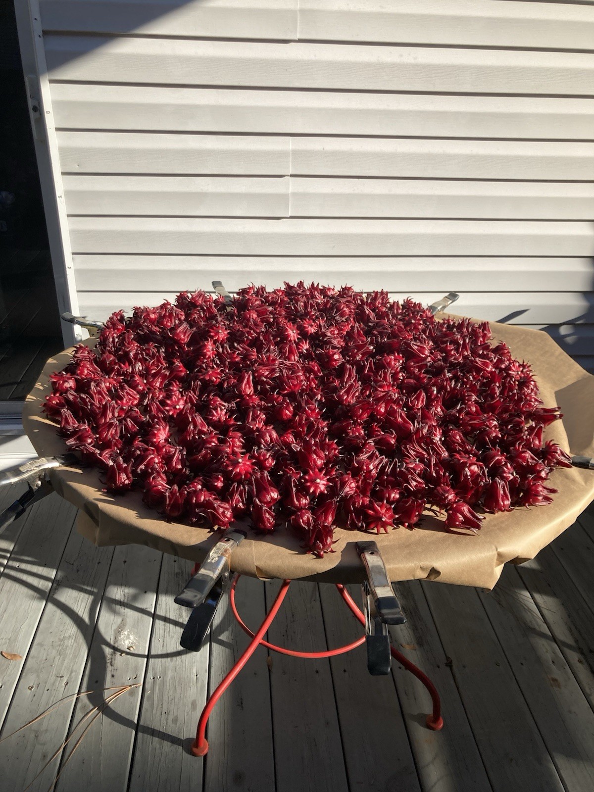 Roselle Hibiscus, Jamaican Sorrel 100 Seeds Flo. Grown Zone 9b Harvested 10/25
