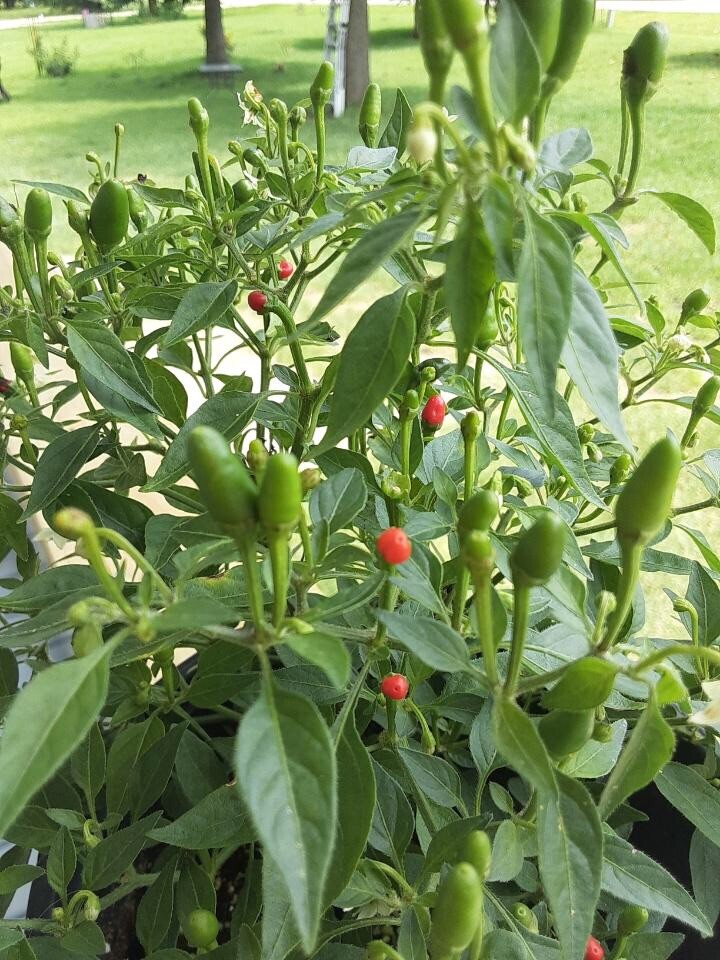 Wild Chile Pequin, Chiltepin, Chile del Monte, Mountain Chili. (Seeds 25+ Count)