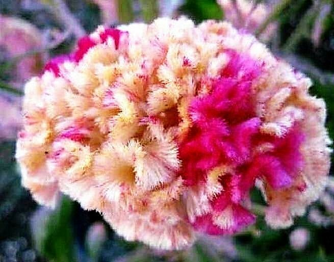 Yellow/Red Marble Brain Celosia 25 SEEDS 4 ft. tall Comb. S/H See Our Store