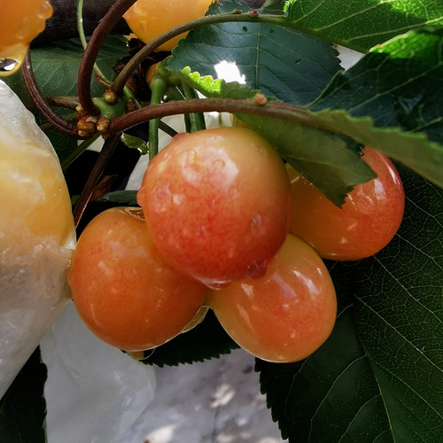 Yellow Jamaican Cherry Tree Muntingia calabura ~ Rooted Starter Plant