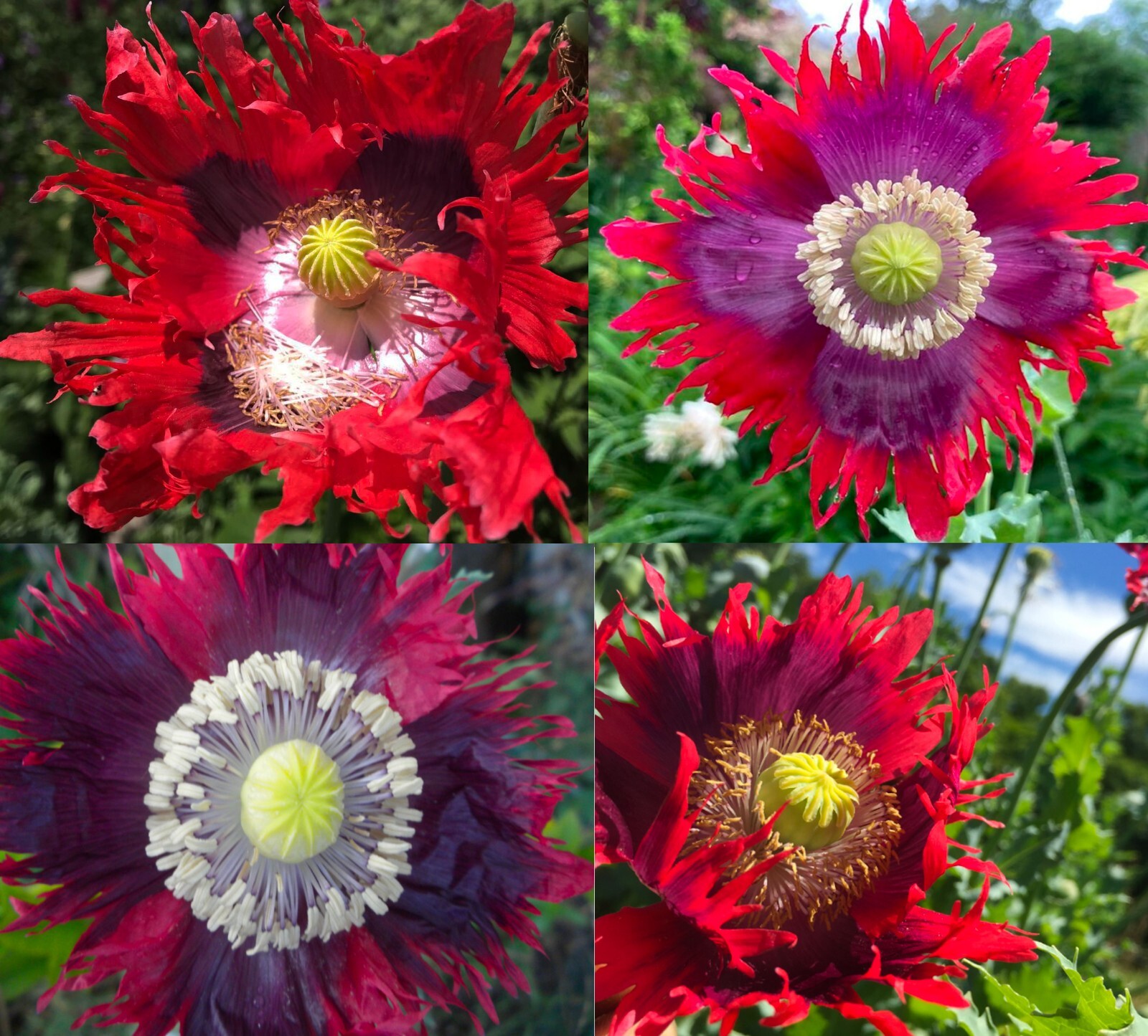Poppy DRAMA QUEEN Breadseed Frilled Edges Red Purple Flowers Non-GMO 1000 Seeds!