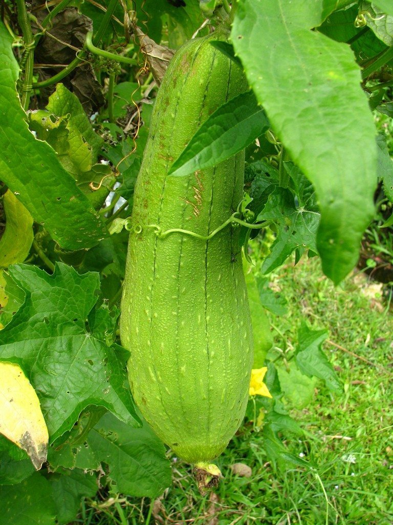 Luffa Gourd Seeds 10 Ct SPONGE VEGETABLE HEIRLOOM NON-GMO USA FREE SHIPPING