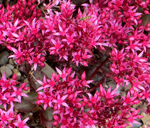 SEDUM DRAGON’S BLOOD STONECROP Sedum Spurium – 1,000 Bulk Seeds