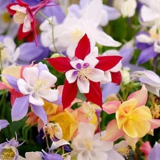 200+ MCKANA GIANTS COLUMBINE SEEDS —– PERENNIAL MIX —- BOLD COLORS