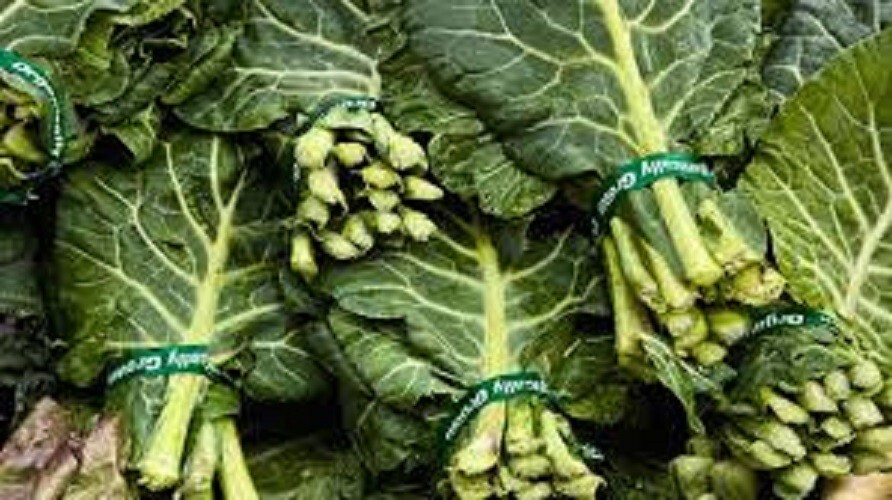 Premium Georgia Southern Collard Greens – Fresh Organic Heirloom Seeds – Awesome