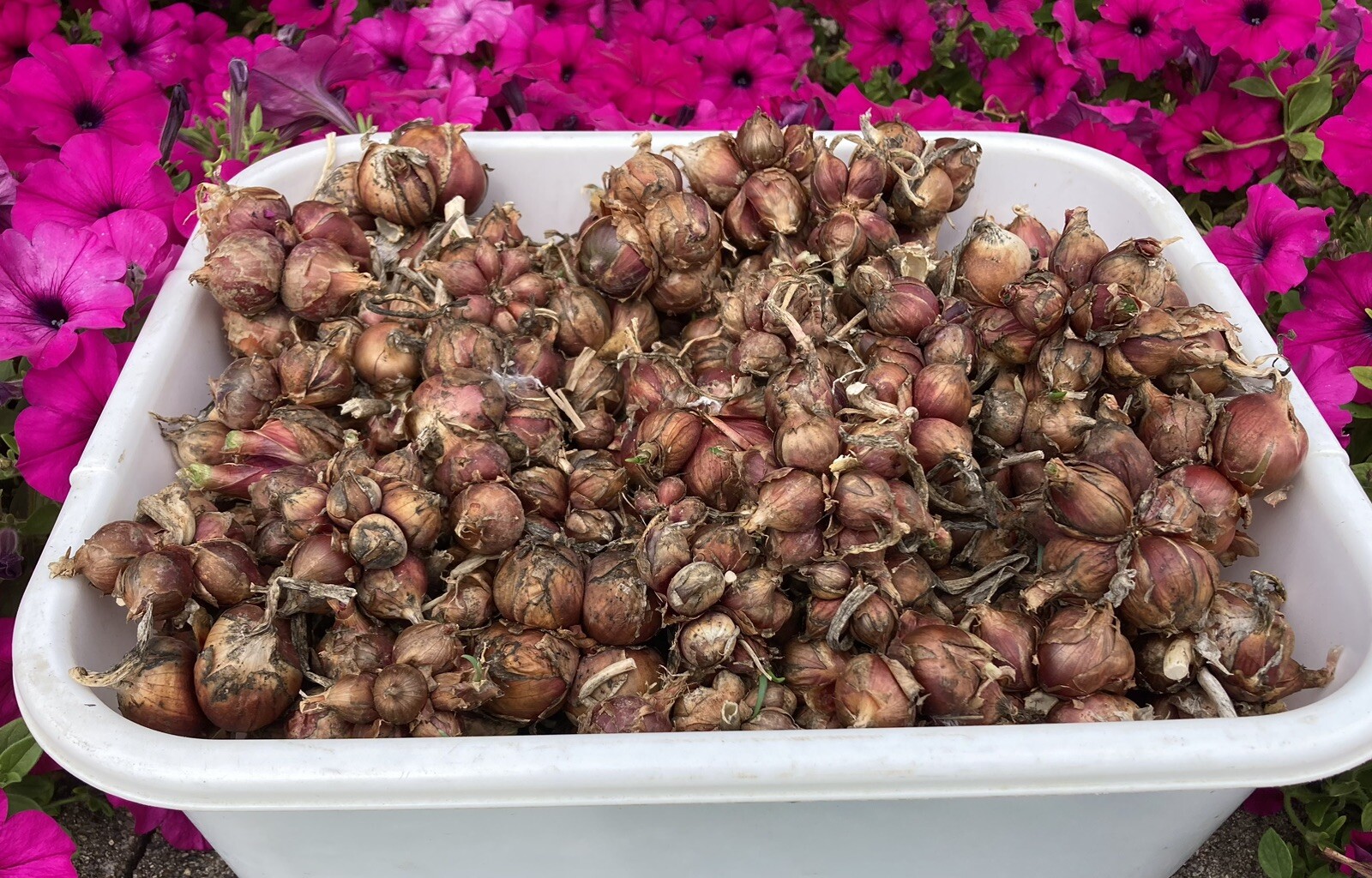 Egyptian Walking Onions 10LB mixed sizes Topsets Bulblets Organically Grown
