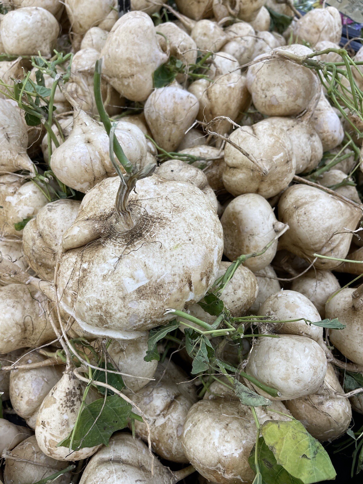 20 Jicama SEEDS | Singkamas | Yam Bean | NON-GMO