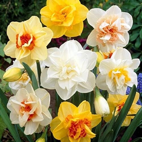 Mixed Daffodil Bulbs for Spring Planting 10 Bulbs