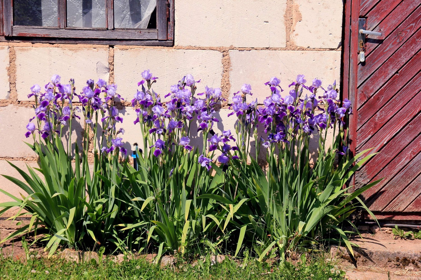 20 MIXED SIBERIAN IRIS Sibirica Iris Bicolor Blue Red White Purple Flower Seeds