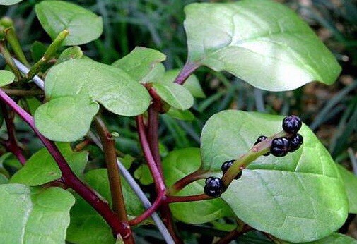 USA 600 Red Stem Malabar Spinach seeds alugbati pak plang mồng tơi Jul-2022 lot