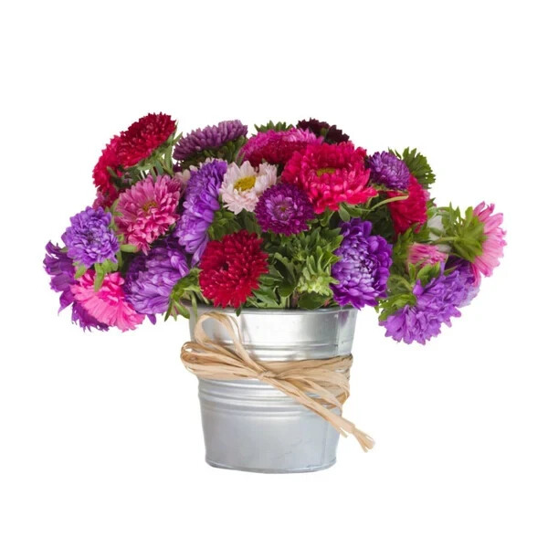 50 Seeds ASTER MILADY MIX Callistephus Dwarf, 10” tall, 3” flowers, fresh