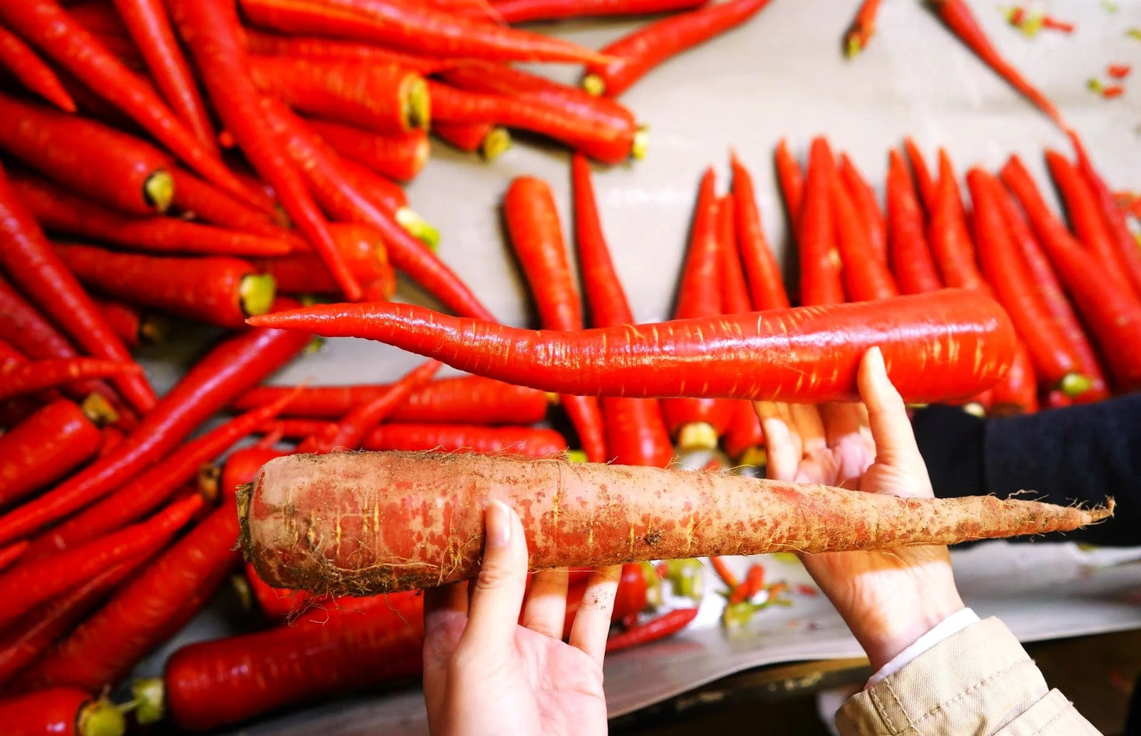 Kintoki Red Carrot Seeds – For 2025 Planting Noir Galaxy Obsidian Cosmic Dark