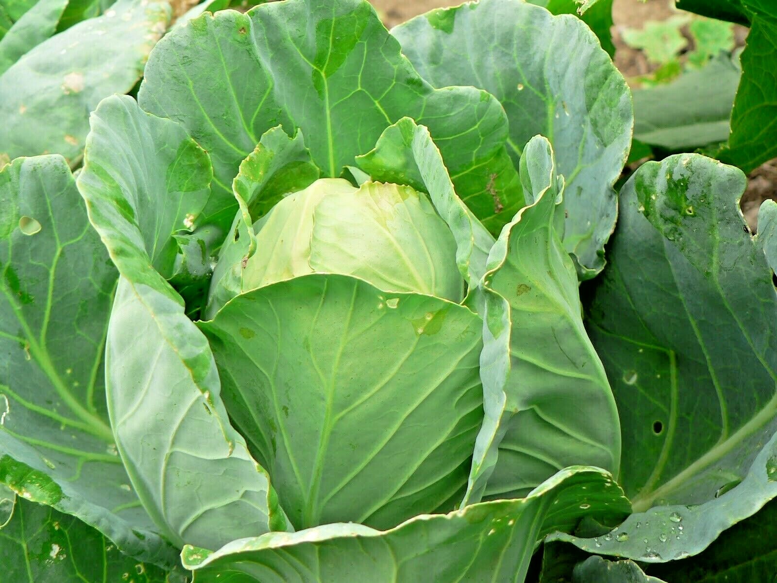 601+JERSEY WAKEFIELD Cabbage Seeds Heirloom Spring Fall Garden Container Easy