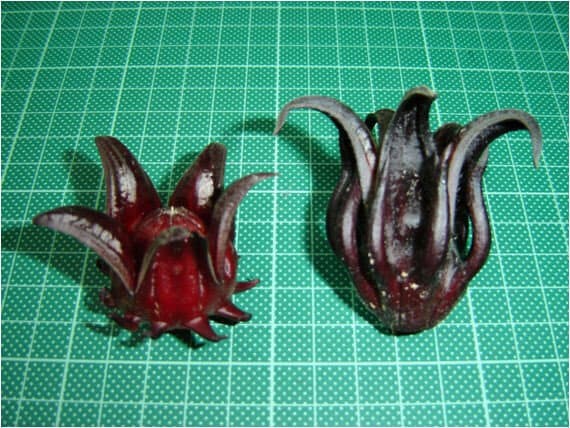 Roselle Seeds Asian Sour Leaf Hibiscus sabdariffa, Tracking Included, Gardening.